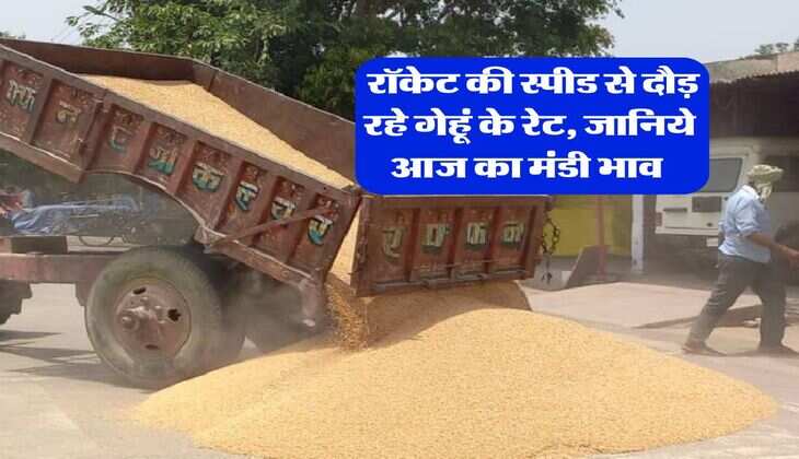 Gehu ka Rate : रॉकेट की स्पीड से दौड़ रहे गेहूं के रेट, जानिये आज का मंडी भाव&nbsp;