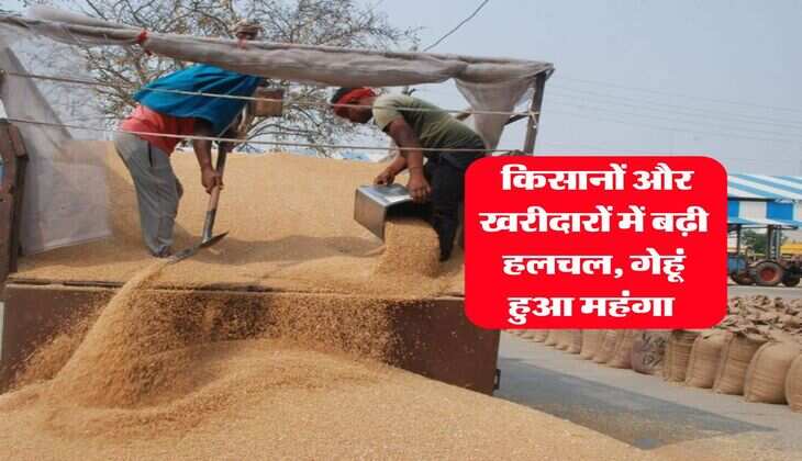 Gehu Bhav : किसानों और खरीदारों में बढ़ी हलचल, गेहूं हुआ महंगा&nbsp;