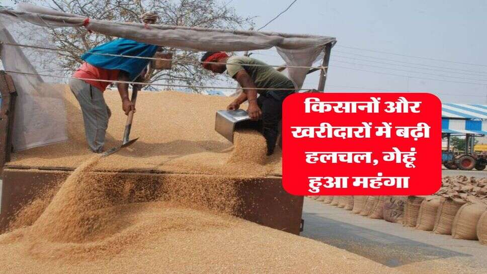 Gehu Bhav : किसानों और खरीदारों में बढ़ी हलचल, गेहूं हुआ महंगा&nbsp;