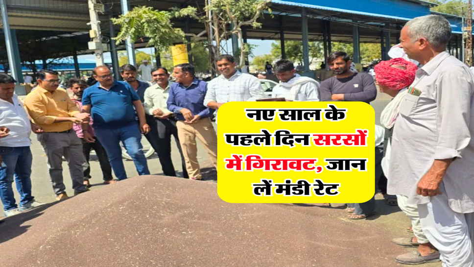 Sarso Rate Down : नए साल के पहले दिन सरसों में गिरावट, जान लें मंडी रेट