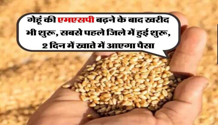 Wheat MSP Hike : गेहूं की एमएसपी बढ़ने के बाद खरीद भी शुरू, सबसे पहले जिले में हुई शुरू, 2 दिन में खाते में आएगा पैसा