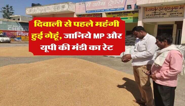 Gehu Ka Bhav : दिवाली से पहले महंगी हुई गेहूं, जानिये MP और यूपी की मंडी का रेट