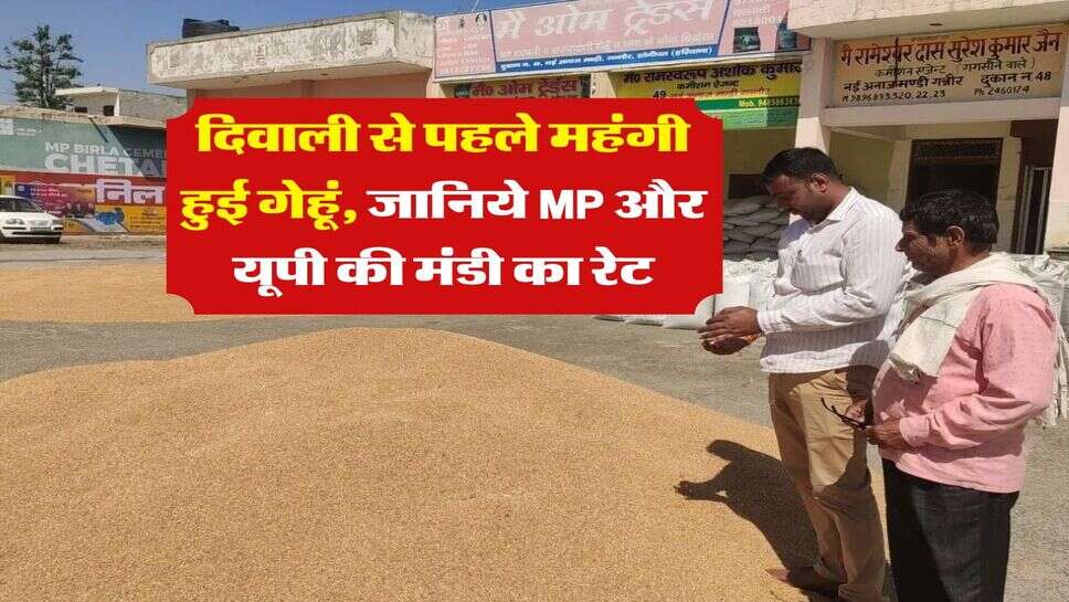 Gehu Ka Bhav : दिवाली से पहले महंगी हुई गेहूं, जानिये MP और यूपी की मंडी का रेट