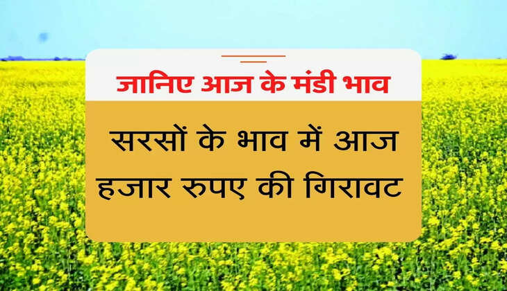 Aaj Ka Sarso Ka Bhav-  सरसों के भाव में हजार रुपए की गिरावट, जानिए आज के मंडी भाव