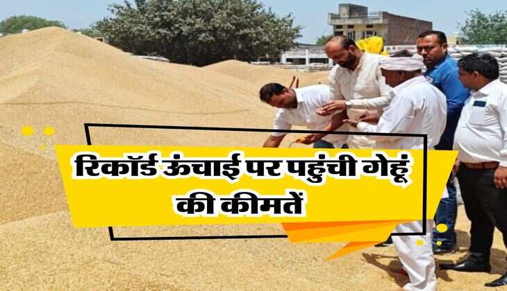 wheat price hike : रिकॉर्ड ऊंचाई पर पहुंची गेहूं की कीमतें, जानिये और कितनी आएगी तेजी