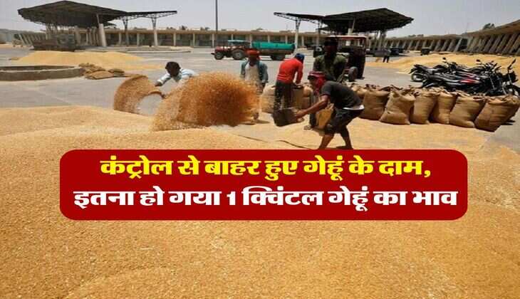 Wheat Rate Hike : कंट्रोल से बाहर हुए गेहूं के दाम, इतना हो गया 1 क्विंटल गेहूं का भाव
