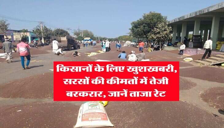 Sarso Rate : किसानों के लिए खुशखबरी, सरसों की कीमतों में तेजी बरकरार, जानें ताजा रेट