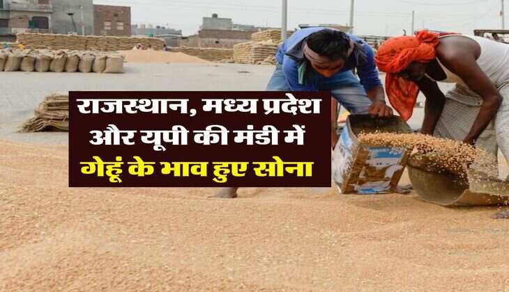wheat rate 2025 : राजस्थान, मध्य प्रदेश और यूपी की मंडी में गेहूं के भाव हुए सोना
