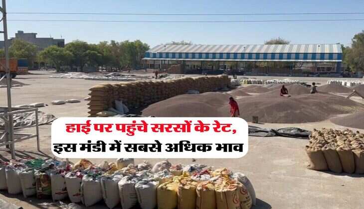 Sarso Rate Today : हाई पर पहुंचे सरसों के रेट, इस मंडी में सबसे अधिक भाव 