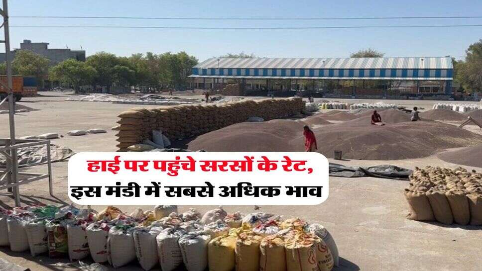 Sarso Rate Today : हाई पर पहुंचे सरसों के रेट, इस मंडी में सबसे अधिक भाव&nbsp;