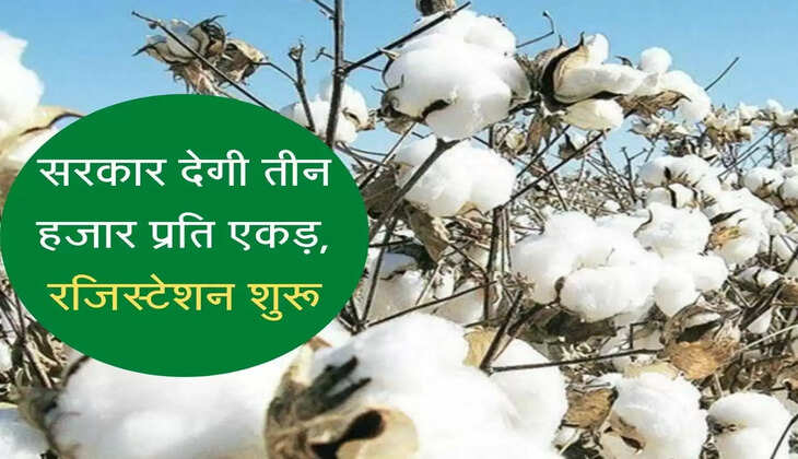 Government will give three thousand per acre on cotton sowing, registration started