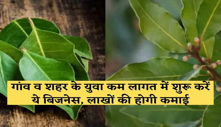 गांव व शहर के युवा कम लागत में शुरू करें ये बिजनेस, लाखों की होगी कमाई