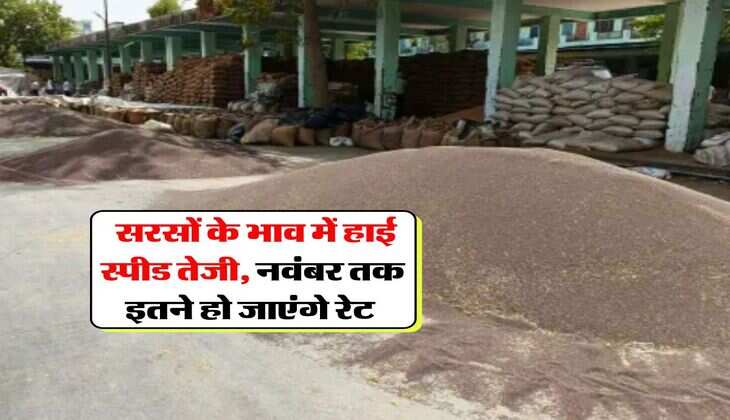 Sarso Rate : सरसों के भाव में हाई स्पीड तेजी, नवंबर तक इतने हो जाएंगे रेट&nbsp;