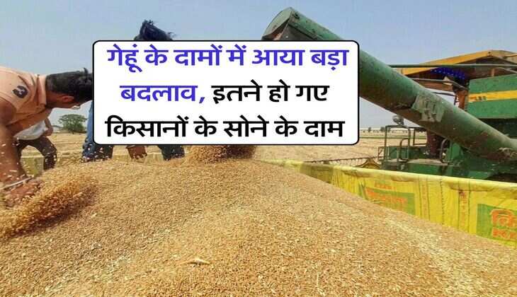 Wheat Price : गेहूं के दामों में आया बड़ा बदलाव, इतने हो गए किसानों के सोने के दाम