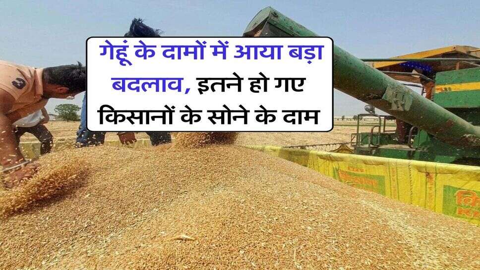 Wheat Price : गेहूं के दामों में आया बड़ा बदलाव, इतने हो गए किसानों के सोने के दाम