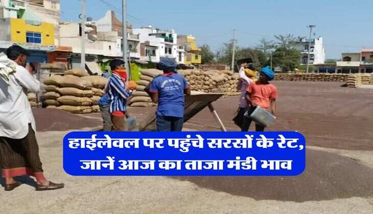Sarso ka Bhav : हाईलेवल पर पहुंचे सरसों के रेट, जानें आज का ताजा मंडी भाव