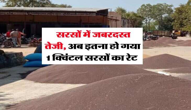 Sarso Rate Hike : सरसों में जबरदस्त तेजी, अब इतना हो गया 1 क्विंटल सरसों का रेट 