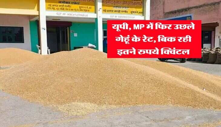 Wheat Rate 2025 : यूपी, MP में फिर उछले गेहूं के रेट, बिक रही इतने रुपये क्विंटल