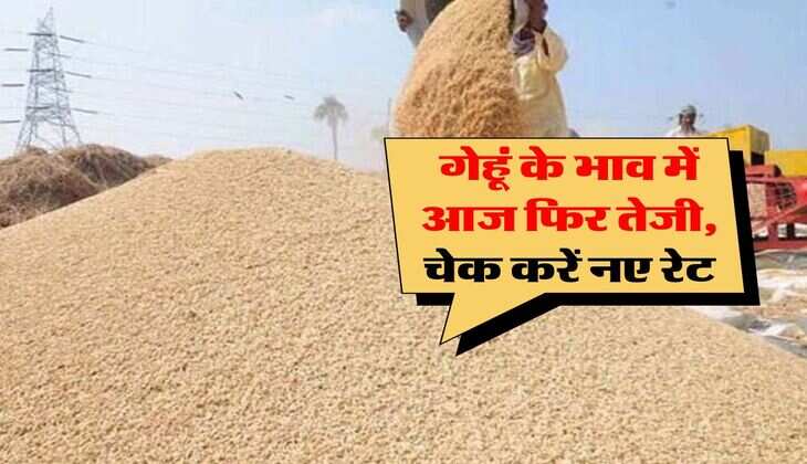 wheat price hike : गेहूं के भाव में आज फिर आई तेजी, जानिये सोयाबीन और धान के भी रेट