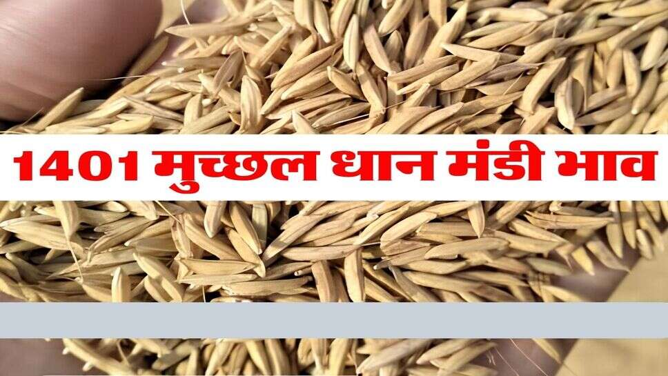 1401 Dhan Price : 1401 मुच्छल धान की कीमत 1121 को दे रही टक्कर, जानिए मंडियों में क्या चल रही है कीमत