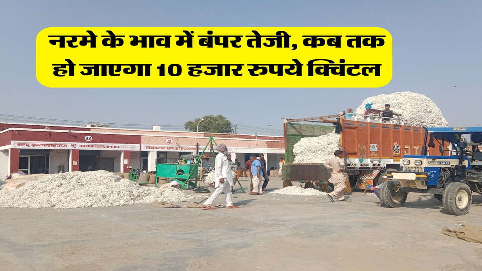 नरमा मंडी भाव : नरमे के भाव में बंपर तेजी, कब तक हो जाएगा 10 हजार रुपये क्विंटल