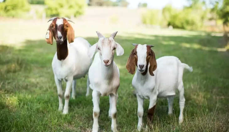 This smallest breed of goat makes rich with its meat and milk, know how