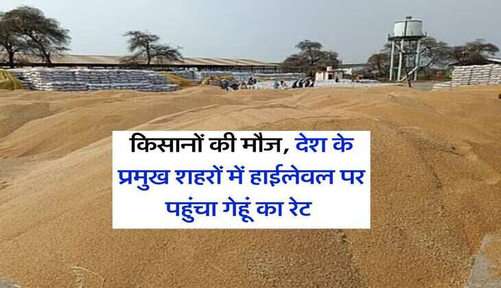 Gehu ka Bhav : किसानों की मौज, देश के प्रमुख शहरों में हाईलेवल पर पहुंचा गेहूं का रेट&nbsp;