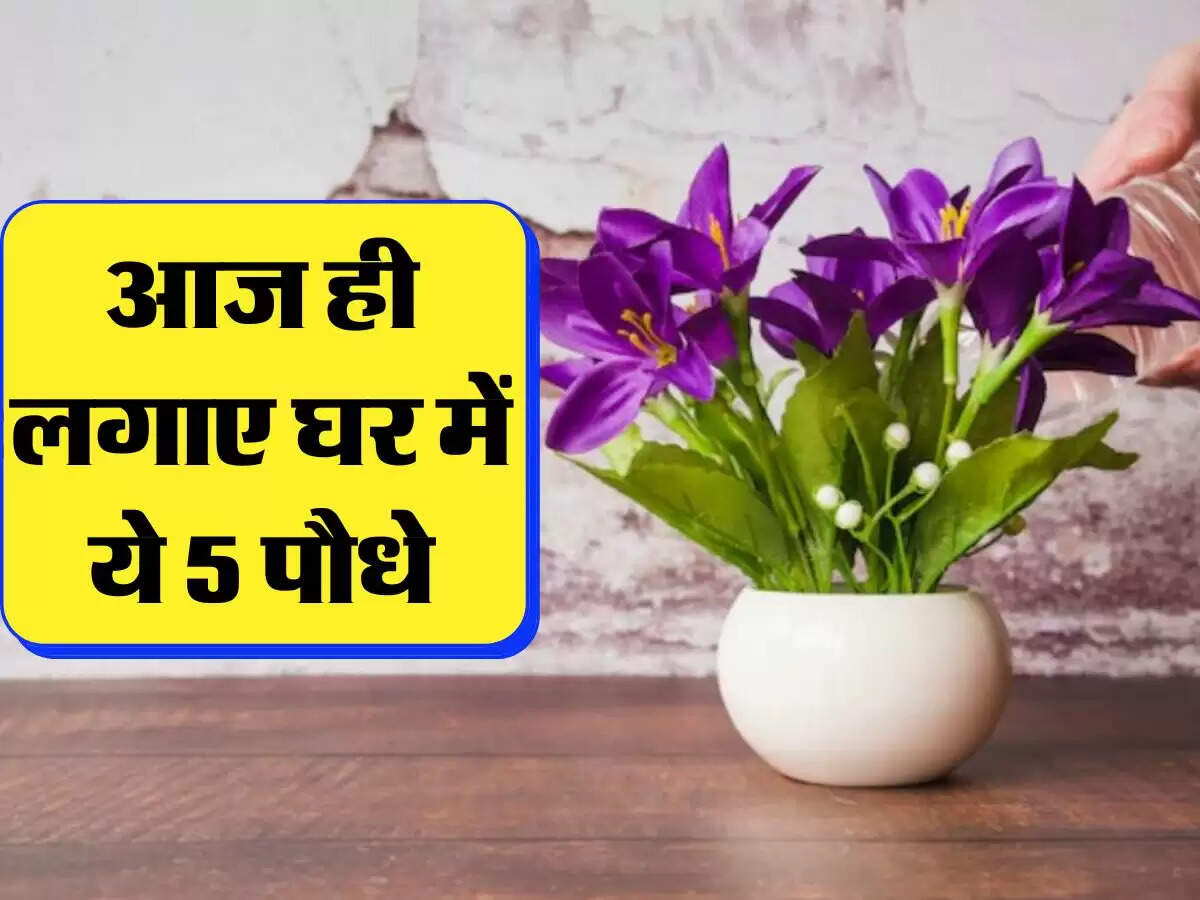 Lucky Plants: आज ही लगाए घर में ये 5 पौधे, नहीं रहेगी पैसों की कमी