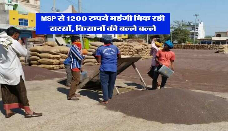 sarso rate  : MSP से 1200 रुपये महंगी बिक रही सरसों, किसानों की बल्ले बल्ले