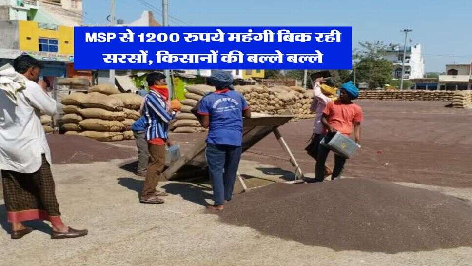 sarso rate &nbsp;: MSP से 1200 रुपये महंगी बिक रही सरसों, किसानों की बल्ले बल्ले