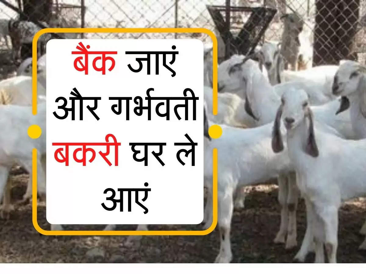 Goat Farming : बैंक जाएं और गर्भवती बकरी घर ले आएं, सरकार की अनोखी स्कीम