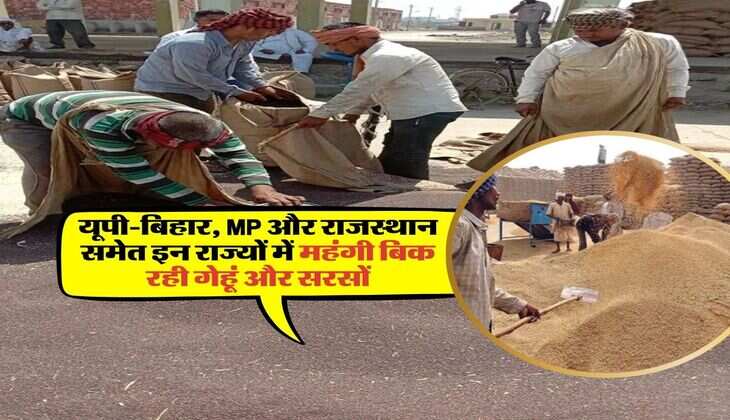 Gehu Ka Bhav : यूपी-बिहार, MP और राजस्थान समेत इन राज्यों में महंगी बिक रही गेहूं और सरसों, जानिये क्विंटल के रेट