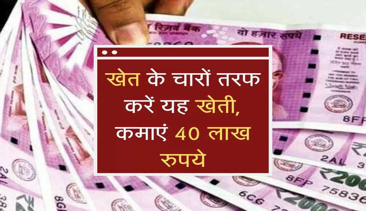 सरकारी पैसे से खेत के चारों तरफ करें यह खेती, कमाएं 40 लाख रुपये