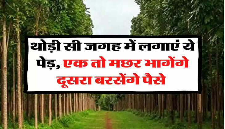 Business Idea: थोड़ी सी जगह में लगाएं ये पेड़, एक तो मछर भागेंगे दूसरा बरसेंगे पैसे 