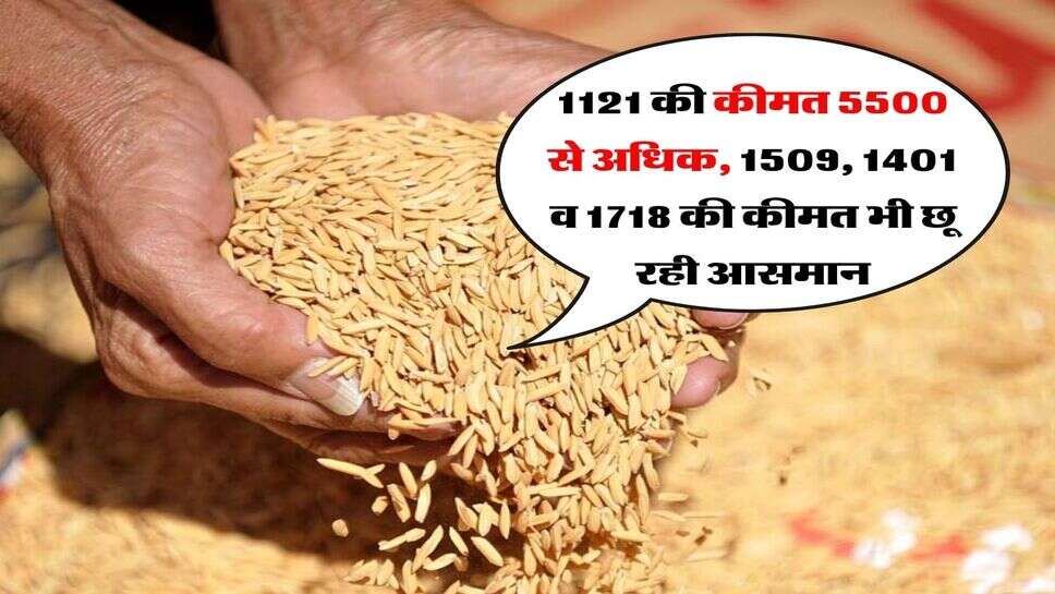 1121 Dhan Price Today : बासमती धान&nbsp;1121 की कीमत 5500 से अधिक, 1509, 1401 व 1718 की कीमत भी छू रही आसमान