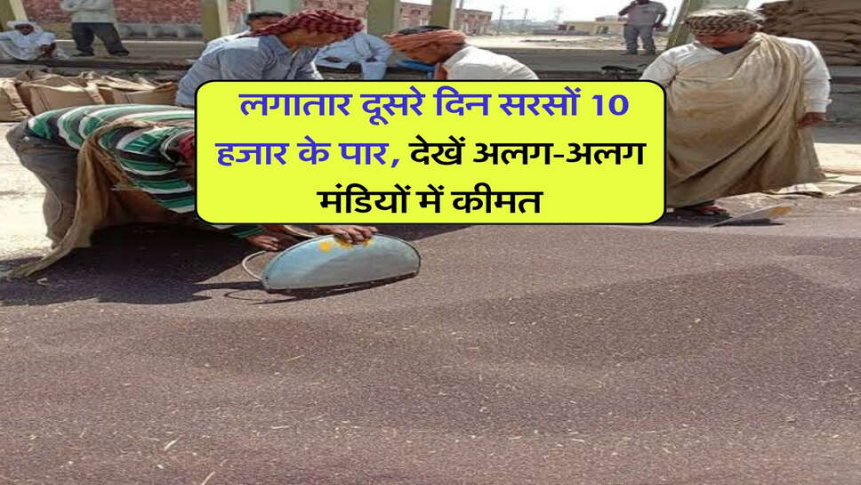 Sarso ka Bhav 16 October : लगातार दूसरे दिन सरसों 10 हजार के पार, देखें अलग-अलग मंडियों में कीमत
