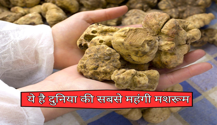 ये है दुनिया की सबसे महंगी मशरूम