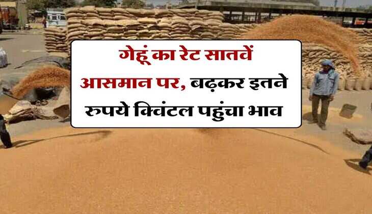 Gehu Ka Bhav : गेहूं का रेट सातवें आसमान पर, बढ़कर इतने रुपये क्विंटल पहुंचा भाव