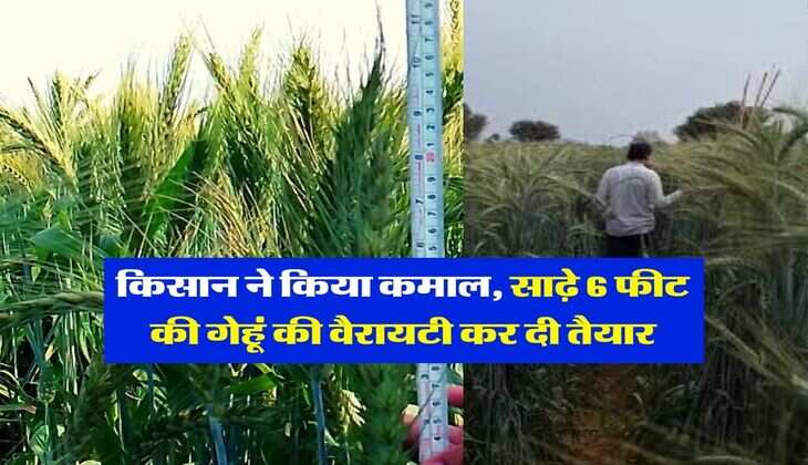 Agriculture News : किसान ने किया कमाल, साढ़े 6 फीट की गेहूं की वैरायटी कर दी तैयार