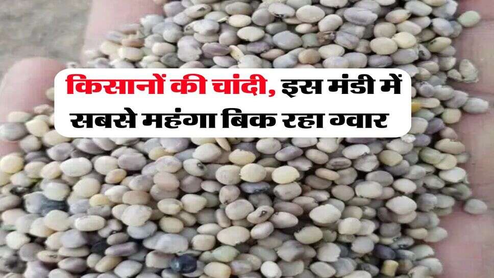 Guar Bhav : किसानों की चांदी, इस मंडी में सबसे महंगा बिक रहा ग्वार&nbsp;