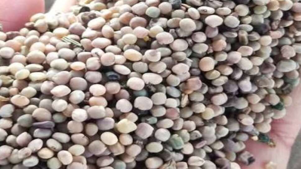 Guar Mandi Bhav today: ग्वार के भाव इस सप्ताह स्थिर, वायदा बाजार में मामूली मंदी
