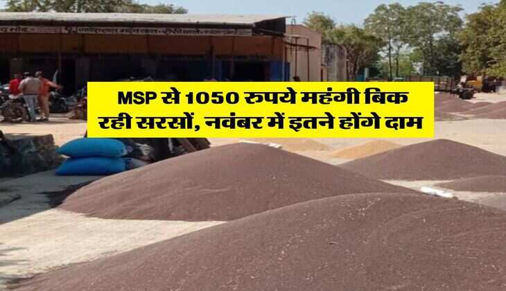 Sarso Mandi Bhav : MSP से 1050 रुपये महंगी बिक रही सरसों, नवंबर में इतने होंगे दाम