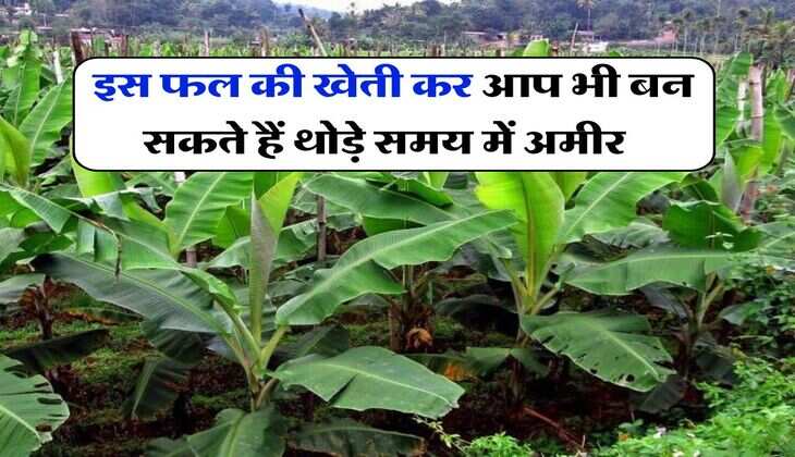 Busines Idea : इस फल की खेती कर आप भी बन सकते हैं थोड़े समय में अमीर