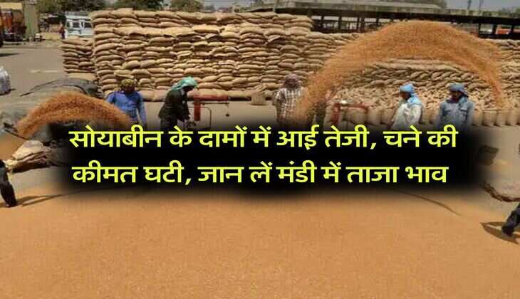 Kota Mandi Bhav : सोयाबीन के दामों में आई तेजी, चने की कीमत घटी, जान लें मंडी में ताजा भाव