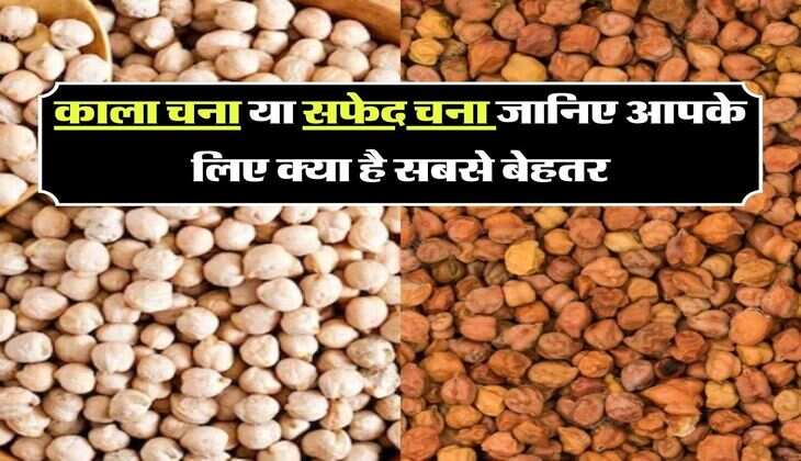 काला चना या सफेद चना जानिए आपके लिए क्या है सबसे बेहतर, हेल्थ पर पडते हैं ये असर
