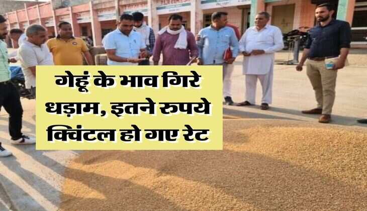 wheat price today 11 july 2025 : गेहूं के भाव गिरे धड़ाम, इतने रुपये क्विंटल हो गए रेट