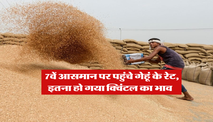 Wheat Rate : 7वें आसमान पर पहुंचे गेहूं के रेट, इतना हो गया क्विंटल का भाव&nbsp;