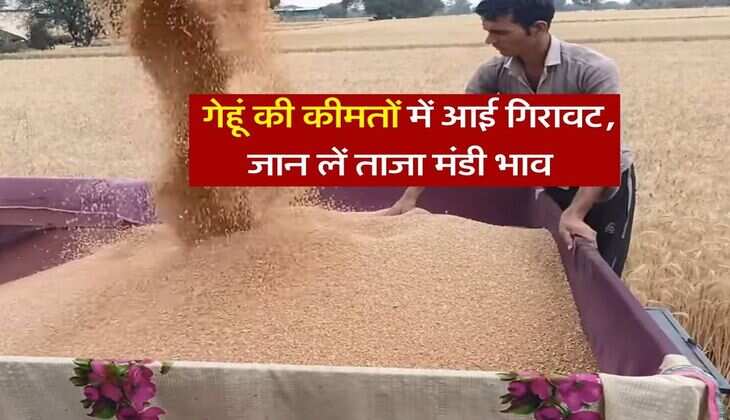 Wheat rate : गेहूं की कीमतों में आई गिरावट, जान लें ताजा मंडी भाव&nbsp;