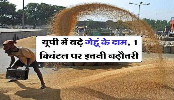 UP Wheat Price : यूपी में बढ़े गेहूं के दाम, 1 क्विंटल पर इतनी बढ़ौतरी