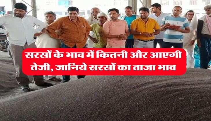 sarso ka bhav today : सरसों के भाव में कितनी और आएगी तेजी, जानिये सरसों का ताजा भाव
